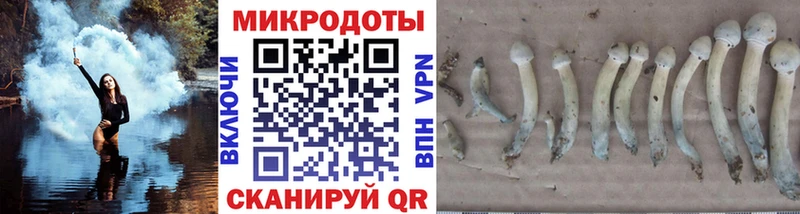 Псилоцибиновые грибы Psilocybe  блэк спрут сайт  Котельниково 